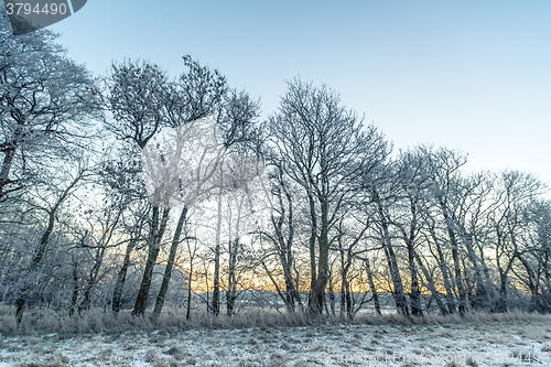 Image of Tree silhouettes in the morning frost