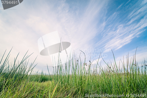 Image of Green grass and blue sky