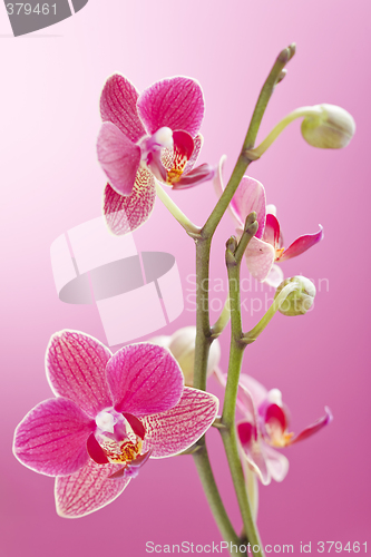 Image of Orchid