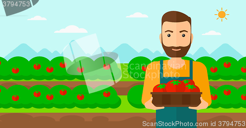 Image of Farmer collecting tomatos.