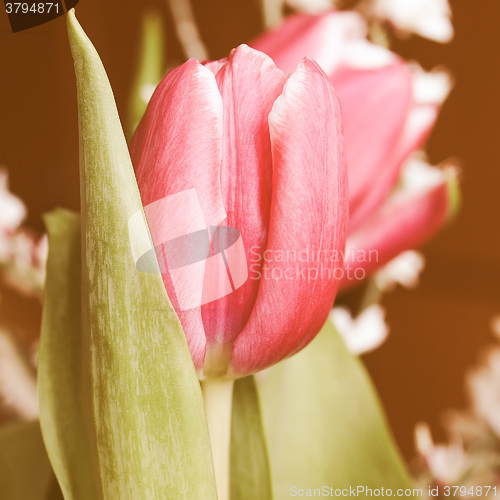 Image of Retro looking Tulip picture