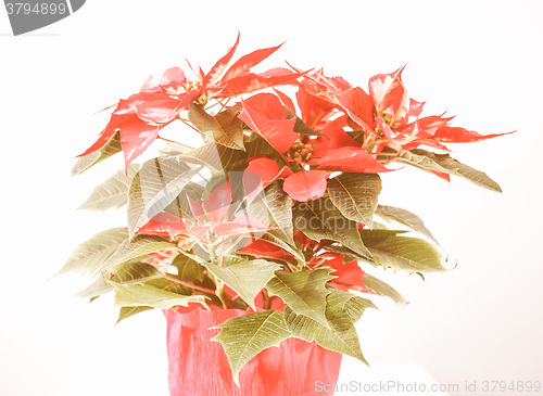 Image of Retro looking Poinsettia