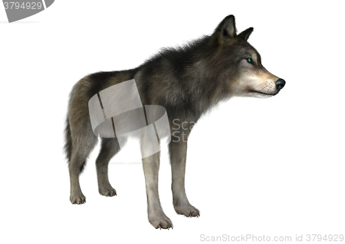 Image of Wild Wolf on White