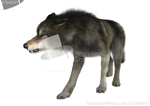 Image of Wild Wolf on White