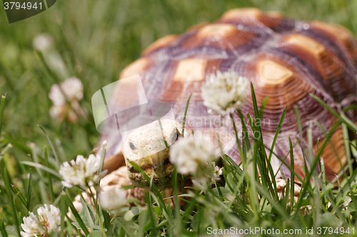 Image of African Spurred Tortoise