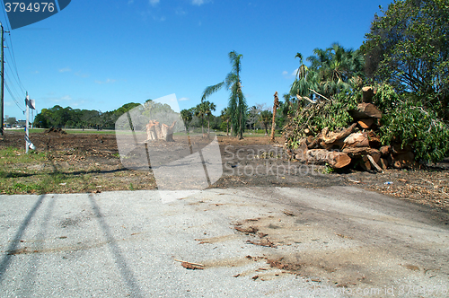 Image of clearing tropical forest