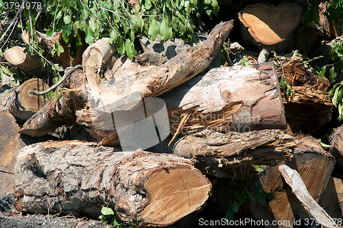 Image of freshly cut trees