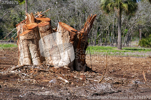 Image of tree stumps