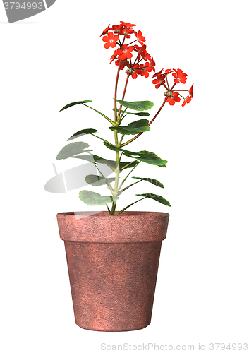 Image of Red Geranium Pot on White