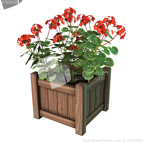 Image of Red Geranium Planter on White