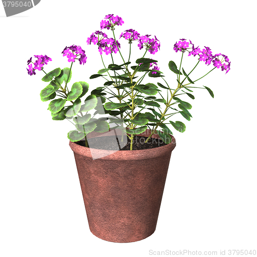 Image of Purple Geranium Pot on White