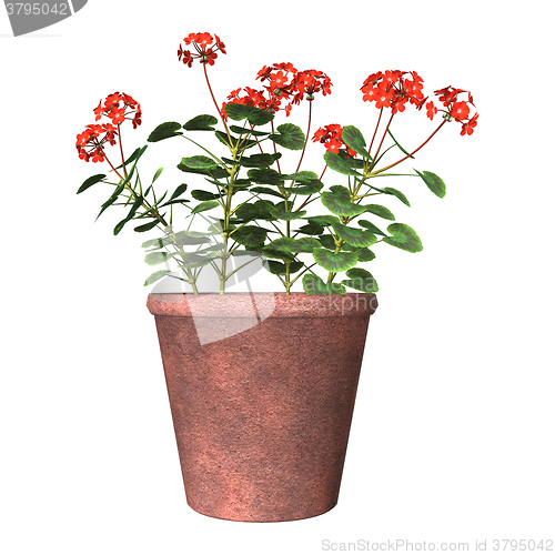 Image of Red Geranium Pot on White