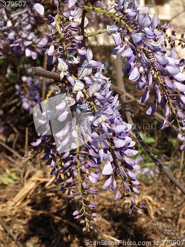 Image of wisteria flowers
