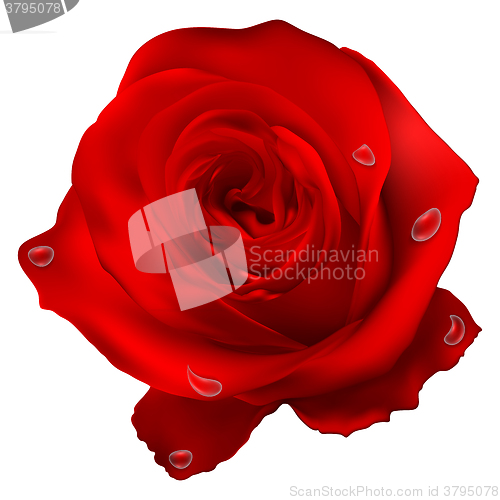 Image of Realistic red vector rose. EPS 10