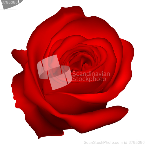 Image of Roses on wooden background. EPS 10