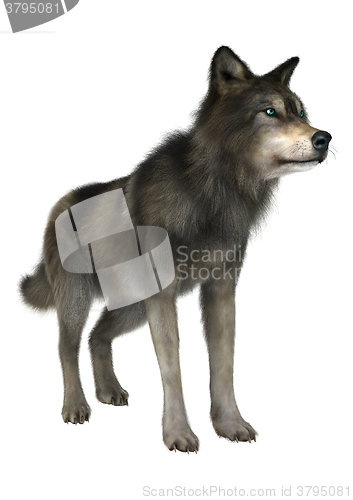 Image of Wild Wolf on White