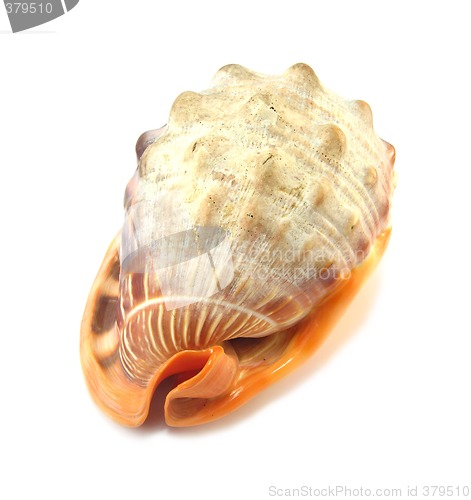 Image of exotic shell