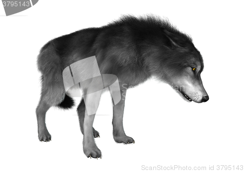 Image of Wild Wolf on White