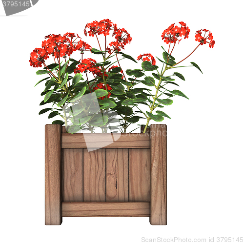 Image of Red Geranium Planter on White