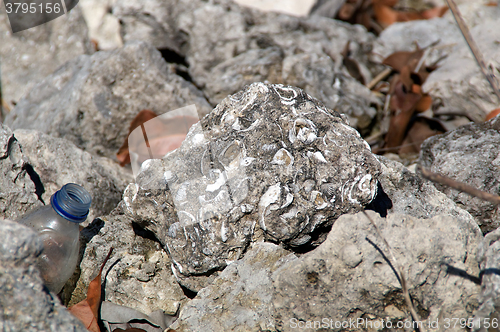 Image of rock with fossilized shells