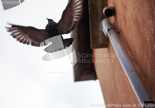 Image of Bird with wide wing spread flying near the building