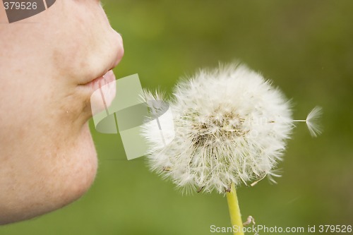 Image of dandelion