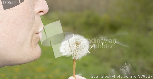 Image of dandelion