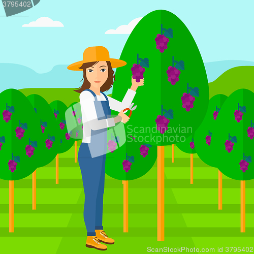 Image of Farmer collecting grapes.