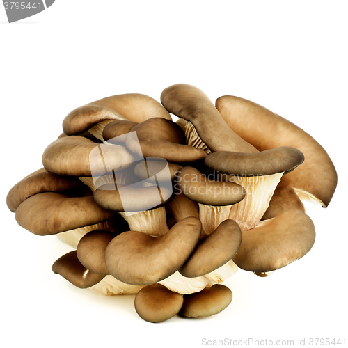 Image of Raw Oyster Mushrooms