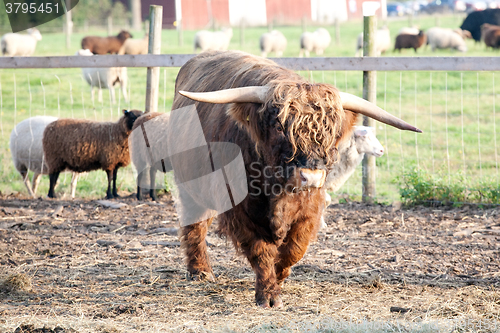 Image of furry bull