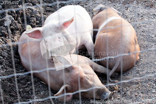 Image of pigs