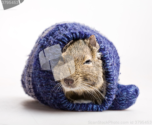 Image of hamster in mitten