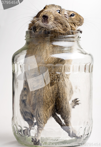 Image of two hamsters in jar