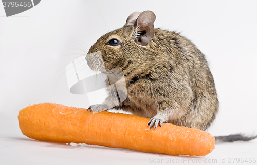 Image of hamster with carrot