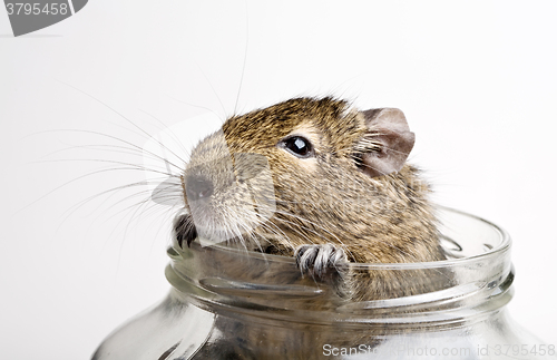 Image of hamster in jar