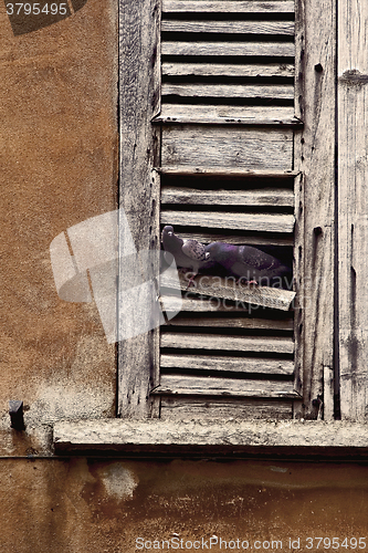 Image of window and pigeons 