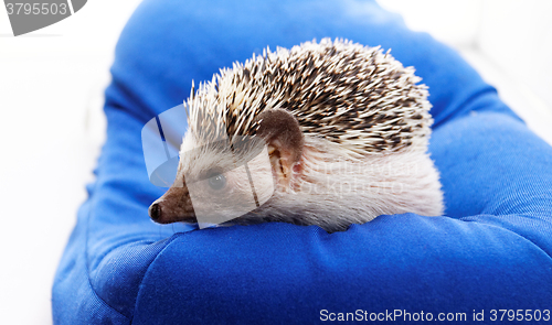 Image of Cute hedgehog