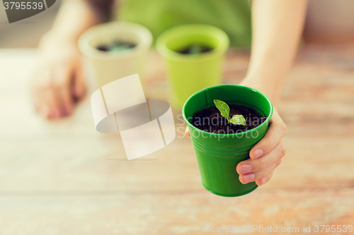 Image of close up of woman hand holding pot with sprout