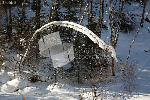 Image of Winter forest.