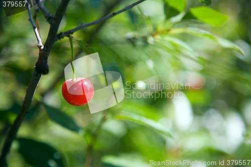 Image of Cherry