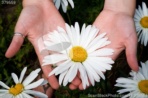 Image of Big chamomile.