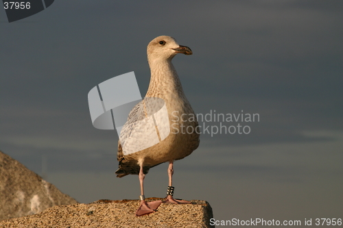 Image of Sea-gull