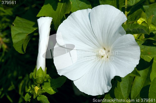 Image of White flower and bud.