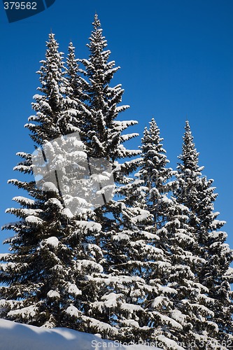 Image of Fir trees.