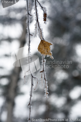 Image of Winter abstract.