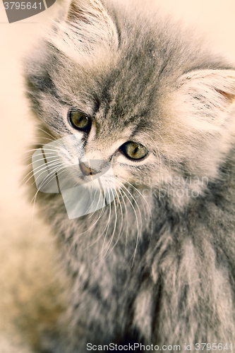 Image of Beautiful grey kitten
