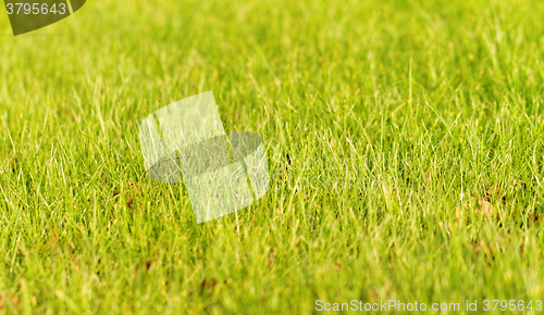 Image of Green grass