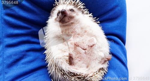 Image of Cute hedgehog