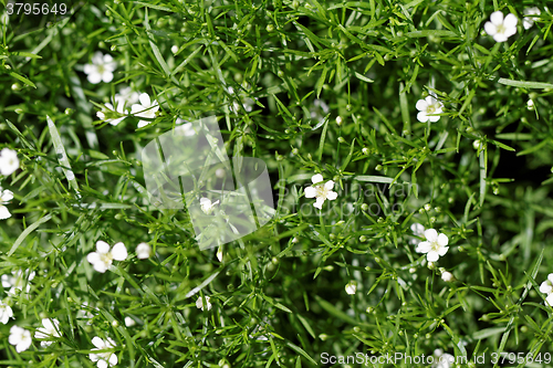 Image of Sweet alyssum