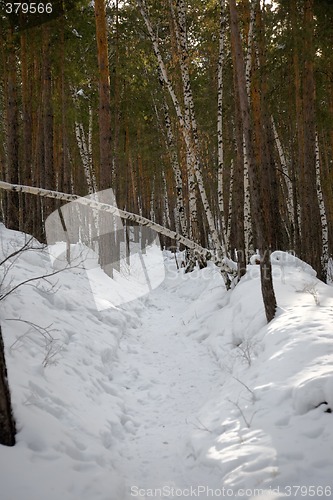 Image of Winter forest.